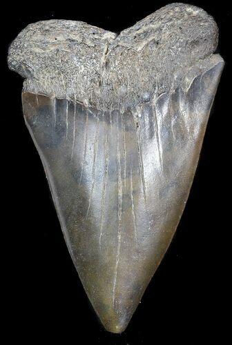 Very Large Fossil Mako Shark Tooth - Georgia #39266